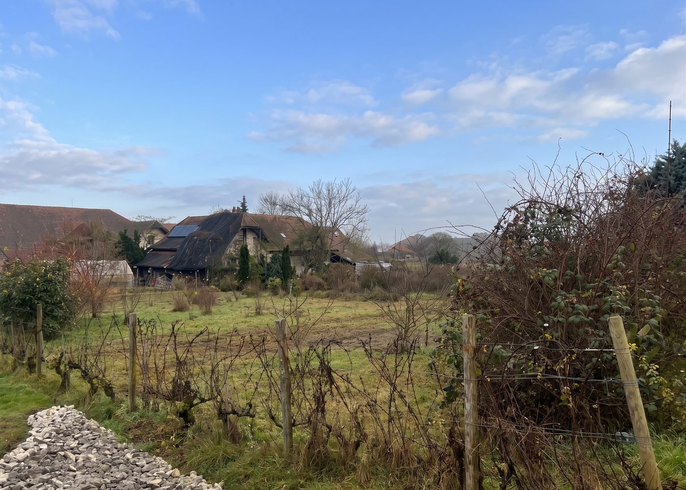 Le terrain de Lugnorre, une parcelle en herbe bordée de vieilles vignes